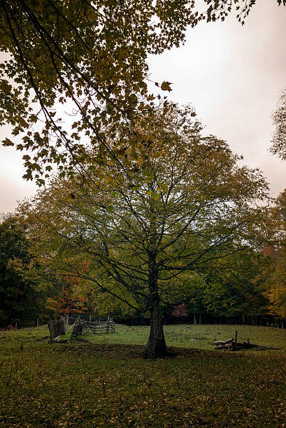 istock Solo tree in the countryside 187343186