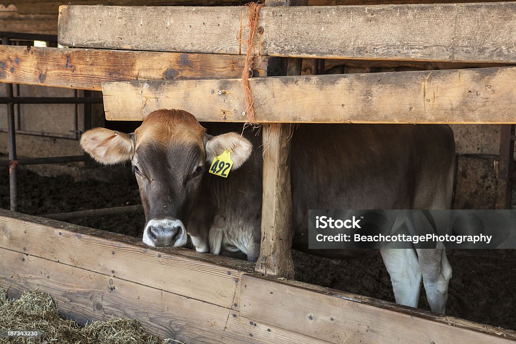 Swiss Braunvieh II A Swiss Brown dairy cow looks out from an enclosure. Agriculture Stock Photo