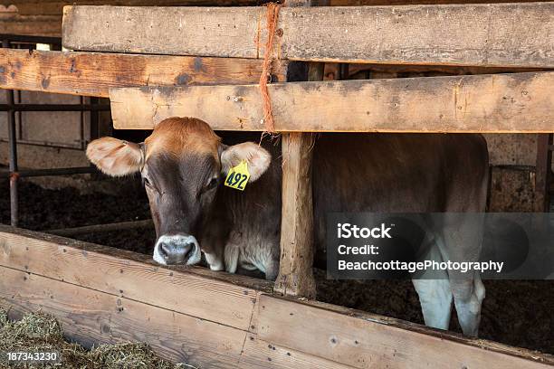 Swiss Braunvieh Ii Stock Photo - Download Image Now - Agriculture, Animal, Bison - Cattle
