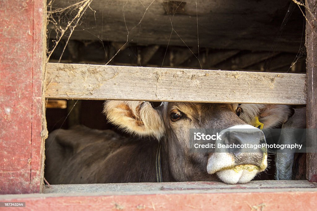 Esfregue o nariz - Royalty-free Agricultura Foto de stock