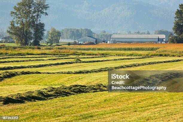 Recentemente Cortada Campos - Fotografias de stock e mais imagens de Agricultura - Agricultura, Ao Ar Livre, Botânica - Ciência de plantas