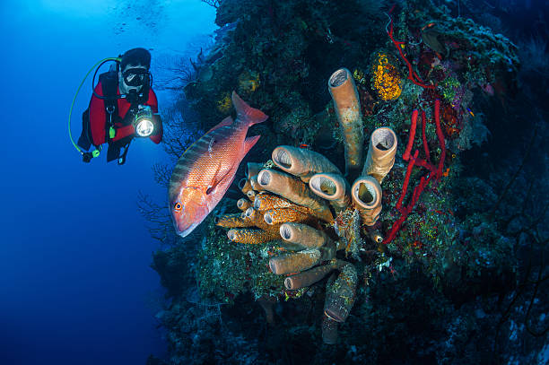 salvare la vita di mare - scuba diving flash foto e immagini stock