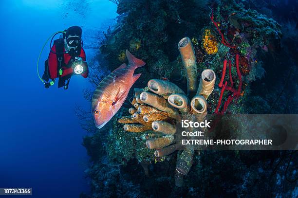 Foto de Salvar A Vida Marinha e mais fotos de stock de Grande Caimão - Grande Caimão, Recife - Fenômeno natural, Aqualung - Equipamento de Mergulho