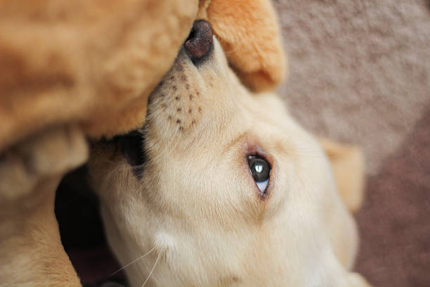 istock Cute golden labrador puppy biting 187343818