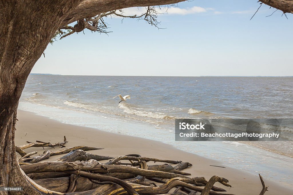 Beach Tree and Egret in Flight A tree growing on the beach frames an egret taking flight from the water. Cumberland Island - Georgia Stock Photo