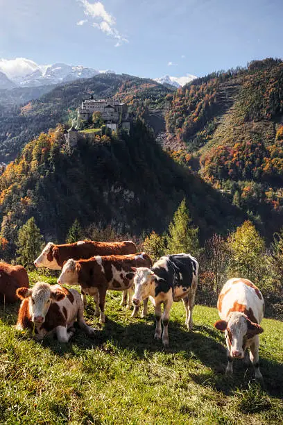 Cows grazing on a pasture in the Alps with the castle Hohenwerfen perched atop a peak in the distance.  