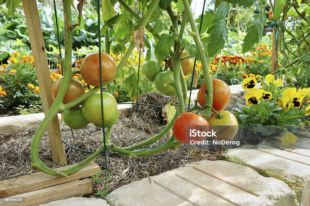 Томатный растений - Стоковые фото Настурция роялти-фри