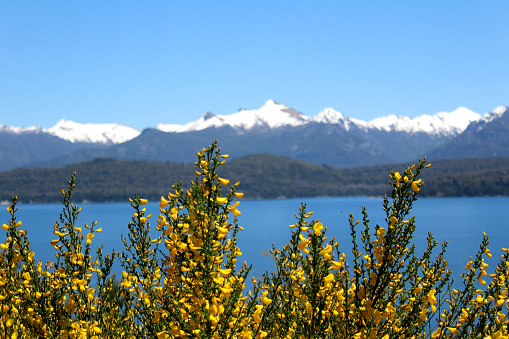 Yellow Patagonian wildflowers with blurred Lake Nahuel Huapi and snowcapped mountains on background, Argentina.