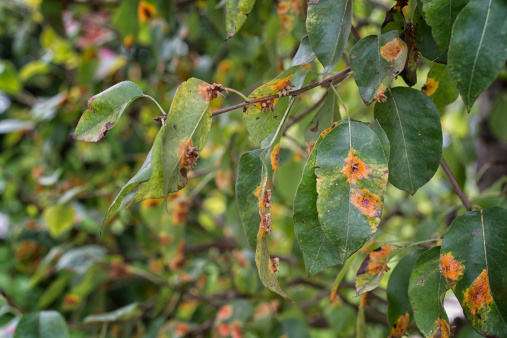 leaf disease of a pear tree - leaf rust
