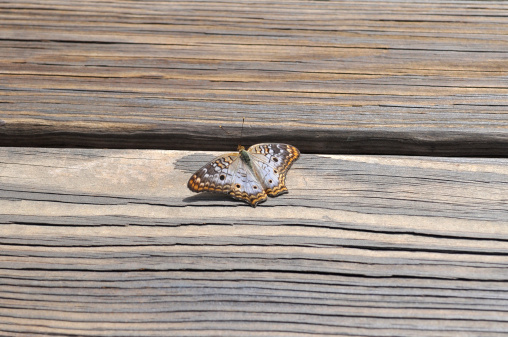 A White Peacock Butterfly found on a deck in Florida.