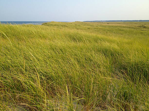 Coastal Grassland stock photo