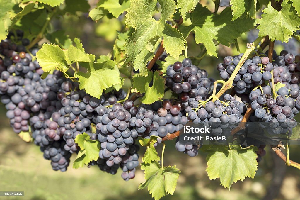 Blaue Weintrauben in the vineyard - Lizenzfrei Bauernhaus Stock-Foto