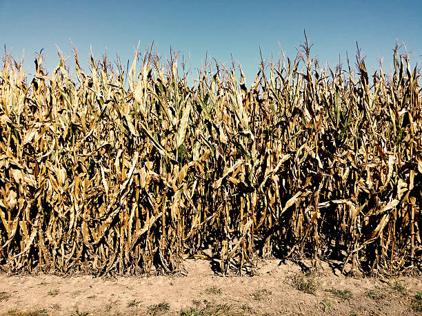 Corn in Fall stock photo
