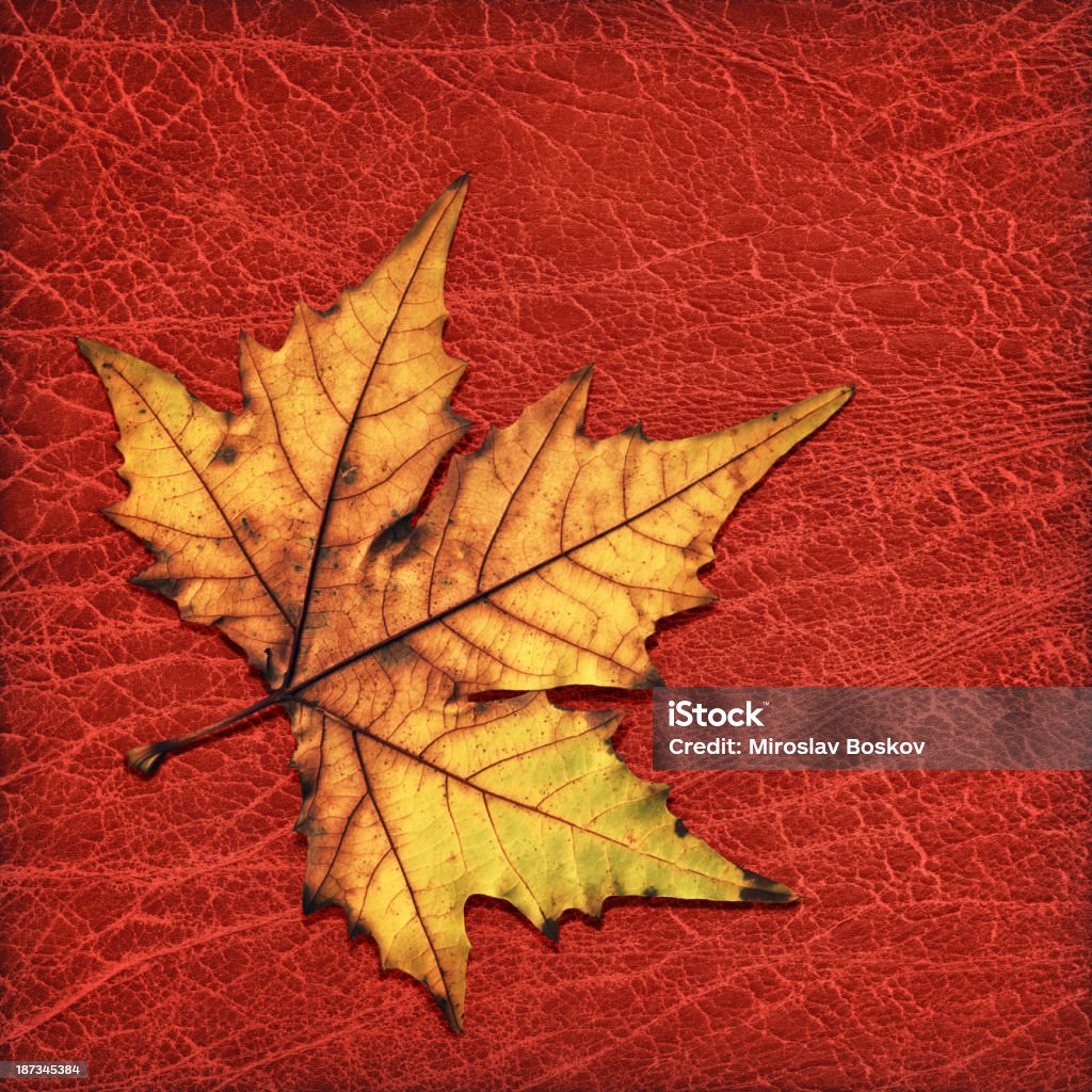 Hi-Res asciutto Foglia di acero isolato su rosso raggrinziti nelle Grunge in pelle - Foto stock royalty-free di Autunno