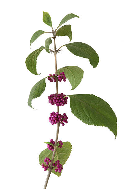 The American Beautyberry's most striking feature is the cluster of iridescent purple fruit that hug the branches in the fall and winter. Beautyberry is a perennial growing as much as 9 feet high. The seeds and berries are a food source for many types of birds and deer.