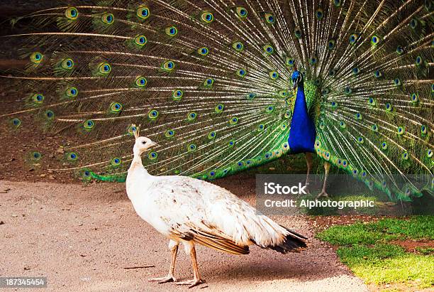 Peacock Displaying To Peahen Stock Photo - Download Image Now - Peacock, Animals Mating, Dancing