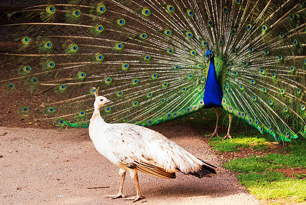 peacock exibindo a pavoa - mating ritual - fotografias e filmes do acervo