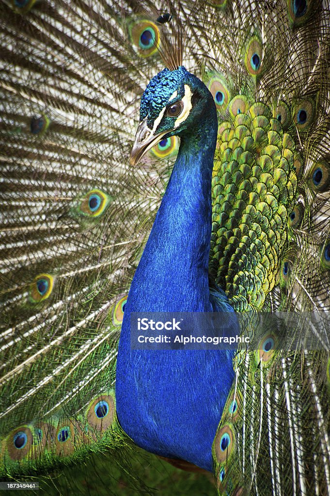 Close up of  Peacock Displaying Close up porttrait of a Peacock in full display with focus on the eye. Peacock Stock Photo