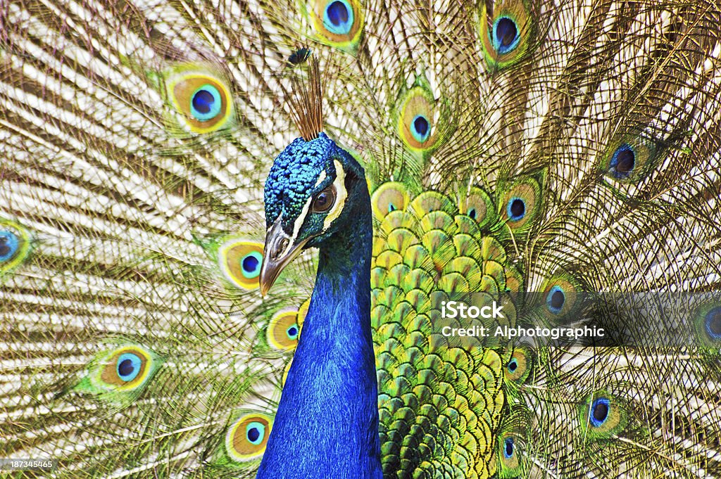 Primer plano de Peacock mostrando - Foto de stock de Actuación - Representación libre de derechos