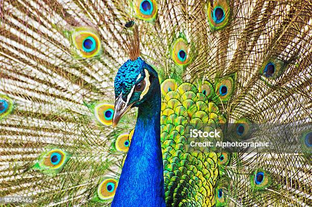 Primer Plano De Peacock Mostrando Foto de stock y más banco de imágenes de Actuación - Representación - Actuación - Representación, Aire libre, Animal