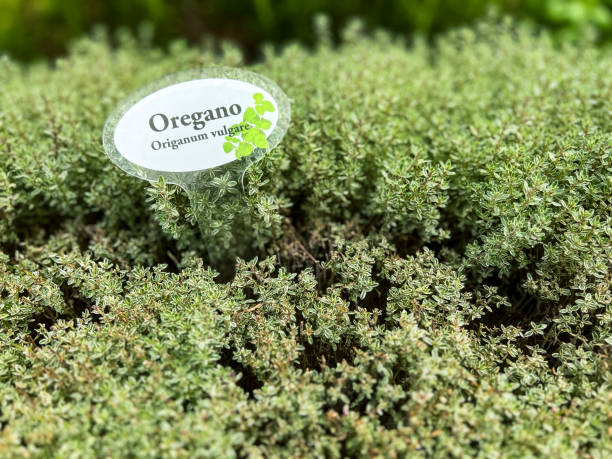 ハーブガーデンで育つ新鮮なオレガノ植物 - oregano herb garden herb gardens ストックフォトと画像