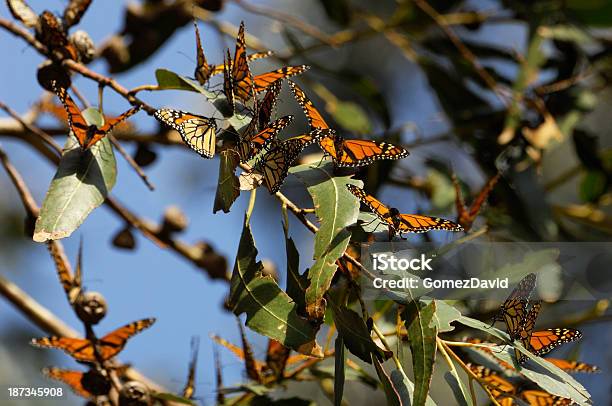 Nahaufnahme Des Monarch Schmetterlinge Auf Ast Stockfoto und mehr Bilder von Ast - Pflanzenbestandteil - Ast - Pflanzenbestandteil, Baum, Bunt - Farbton