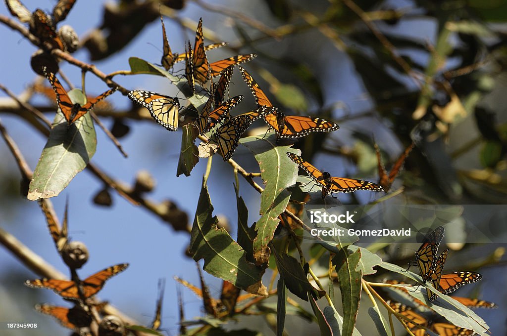 Primer plano de un monarca mariposas en derivación - Foto de stock de Aire libre libre de derechos