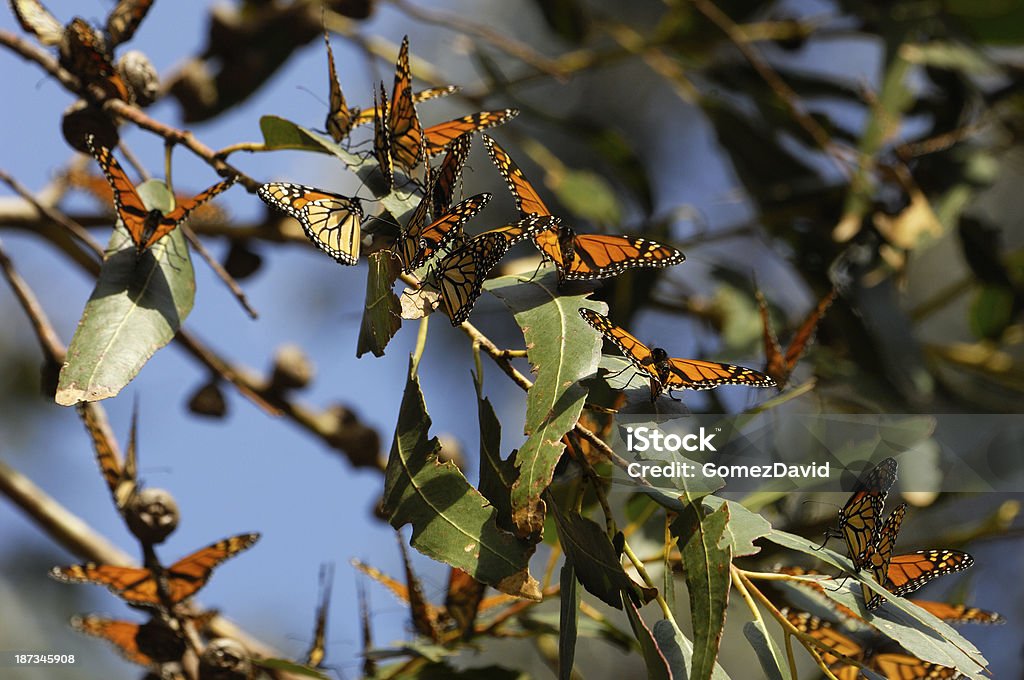 Zbliżenie Monarch motyle na oddział - Zbiór zdjęć royalty-free (Bez ludzi)