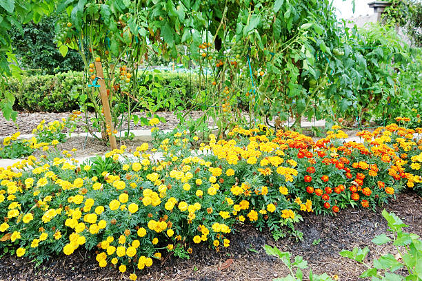 Marigold and tomato plants companion planting A long row row of marigolds (Tagetes) are planted alongside a raisd bed of tomato plants in a vegetable garden. The tomato plants are staked and tied to wire cages. The marigolds are used as companion planting and are thought to deter harmful insects. tomato cages stock pictures, royalty-free photos & images