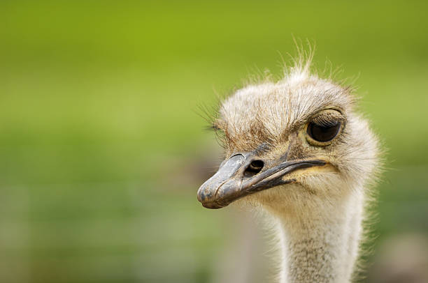 istock Close-up Head Shot of One Captive Ostrich 187345940
