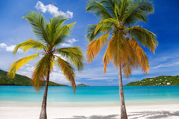 istock palm trees at Magens Bay, St.Thomas, US Virgin Islands 187346013