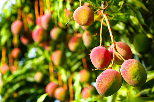 Tropical fruits - ripe mangoes growing on tree