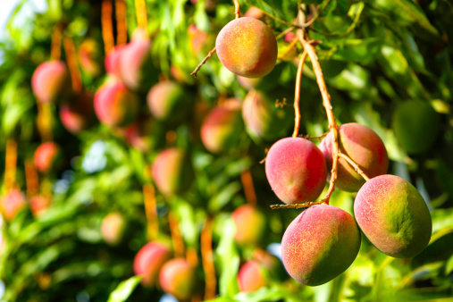 Tropical fruits - ripe mangoes growing on tree. The mango belongs to the genus Mangifera and to the flowering plant family Anacardiaceae.  The mango is a juicy stone fruit and is native to south and southeast Asia, and now available all over the world. Consisting of numerous tropical fruiting trees and with many varieties it is cultivated mostly for edible fruit. The majority of these species are found in nature as wild mangoes, nevertheless, in South America there are many big plantations for commercial purposes. The mango with the banana has become two of the most cultivated fruits in the tropics