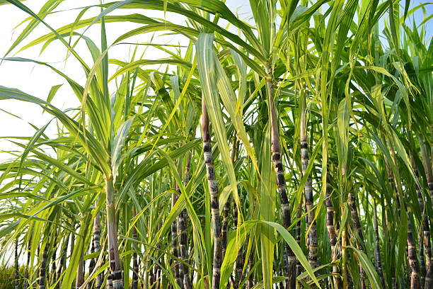 istock Sugar Cane Plantation 187346075