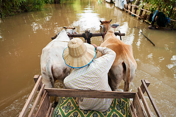 남자 탑승형 a 암소 수레 동안 홍수 - flood people asia cambodia 뉴스 사진 이미지