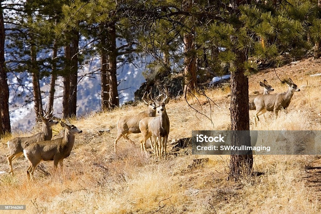 Montanha Deer manada - Foto de stock de Animal royalty-free