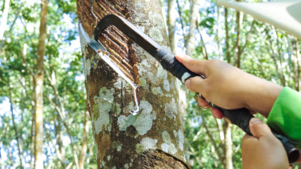 istock Close up hand Asain farmer tapping latex from a rubber tree. 1873475382