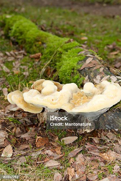 Fungo Madeira - Fotografias de stock e mais imagens de Amarelo - Amarelo, Ao Ar Livre, Apodrecer