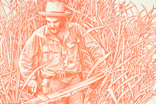 Portrait of a farm worker in a sugar cane plantation on the back side of cuban banknote.