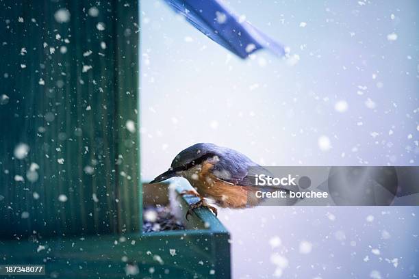 Trepadeiraazul Em Uma Casa De Pássaro - Fotografias de stock e mais imagens de Pássaro - Pássaro, A nevar, Alimentar