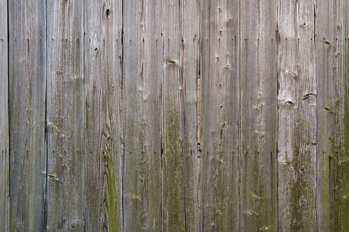 Close-up on an old wooden fence with lichen growing.