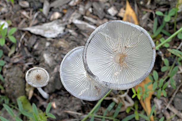 grigio shag funghi coprinopsis grigia o coprinus fimetarius - soil saprophyte foto e immagini stock