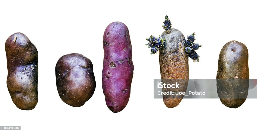 Kartoffelspezialitäten - Lizenzfrei Fingerkartoffel Stock-Foto