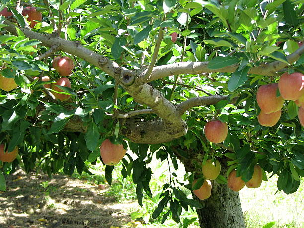 Michigan Apples Stock Photos, Pictures & Royalty-Free Images - iStock