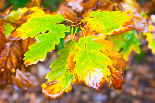 Wet leaves on an oak tree after a rain in autumn.
