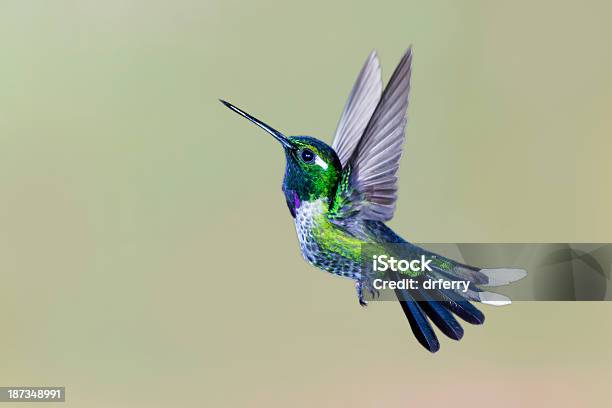 Male Purplebibbed Whitetip Hummingbird With Wings Up Stock Photo - Download Image Now