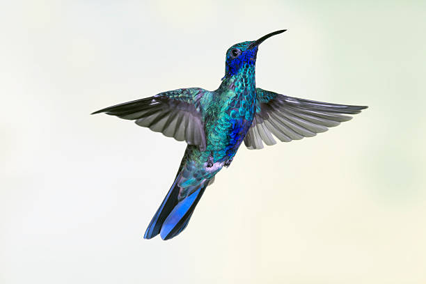 istock Sparkling Violetear Hummingbird in a Vertical Position 187349160
