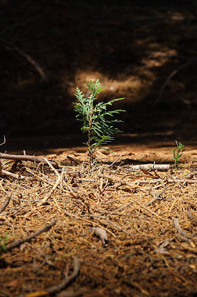 Rebento de Sequoia - fotografia de stock