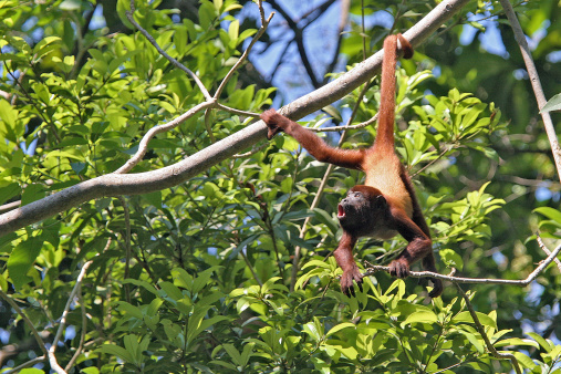 Red howler monkey (Alouatta seniculus) hanging by the tail, with astonished expression on its face.