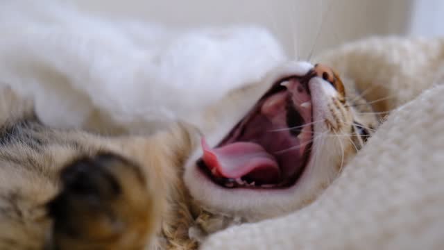Yawns young cat. Relaxing kitten, cute funny pets at home. Soft morning light, sunlight. Cinematic
